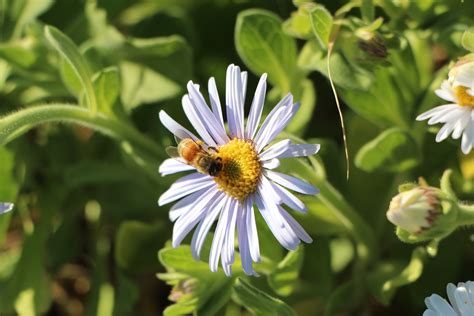 Aster Insekter